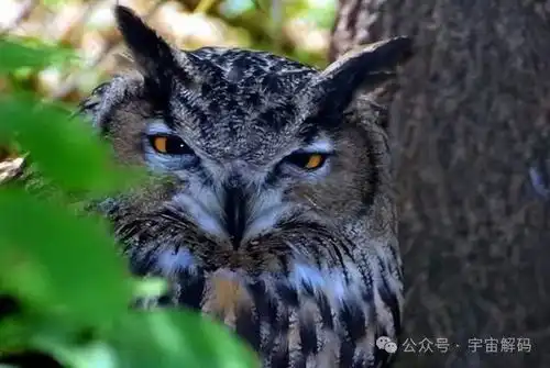 猫头鹰能闻到将死之人的气味,开心的大笑,是真的吗