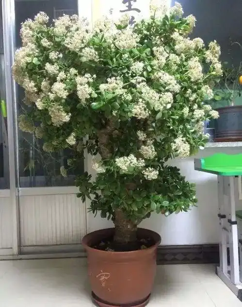 12种有旺财寓意的花,吉祥又大气,好养又漂亮,适合养家里