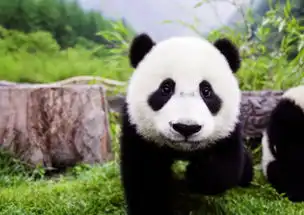 卖萌的熊猫高清手机壁纸欣赏