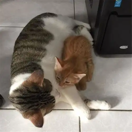 小橘猫一天搞定家中大佬,虎斑放弃挣扎的眼神说明了一切