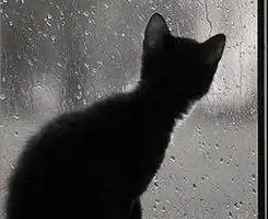 急唯美黑猫图片