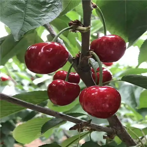 凤县.俄罗斯8号樱桃苗钰龙苗木.樱桃苗一亩地产量