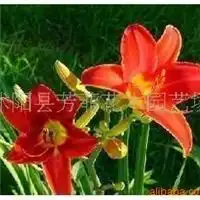 花卉库存苗木库存盆景沭阳县芳菲花木园艺场苗木列表第4页