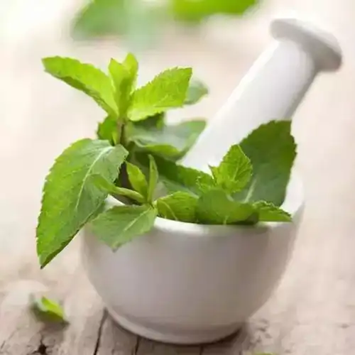在家种香草,飘香养眼又美味