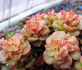 多肉植物蜡牡丹大叔教你每天认识一款多肉