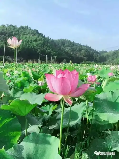 赏荷花的季节到了三明这些地方的荷花都开的这么美啦,约吗