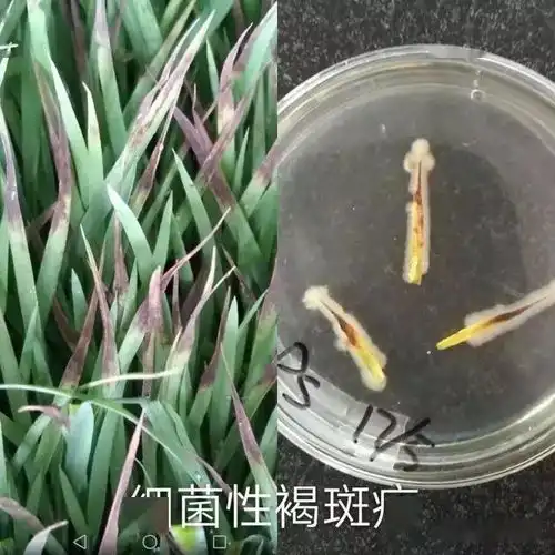 科普龙江丨什么是水稻苗期细菌性褐斑病如何预防