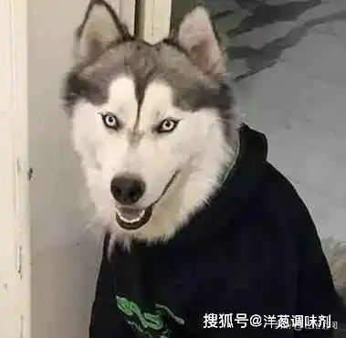 哈士奇穿上卫衣炫酷,戴上帽子却变了状态,网友直呼帅不过三秒