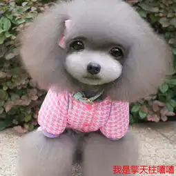 狗狗棉衣四脚衣冬季防风保暖荧光色千鸟潮衣宠物泰迪比熊防寒衣服