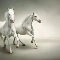 两匹马在跑的头像图片微信头像图片大全