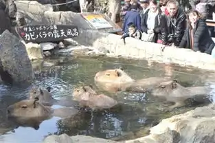 呆萌水獭比拼泡温泉最久的玩了近两小时