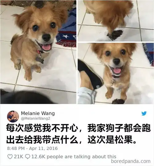 养狗狗的快乐