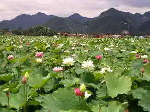 等你来,普者黑万亩荷花别样红