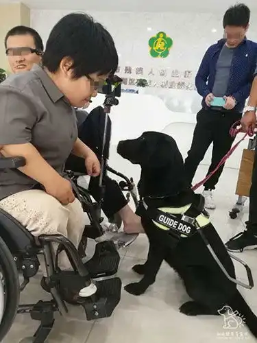 南京2万多盲人只有4只导盲犬,为何导盲犬在国内一狗难求