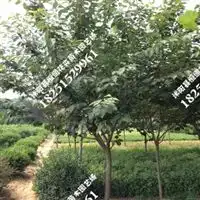 沭阳县恒通花卉苗木园艺场信息尽在农苗网第1页