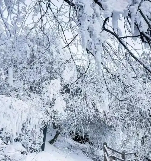 离天三尺三冬季的峨眉山破防了,被问爆了的峨眉山yyds旅行攻略