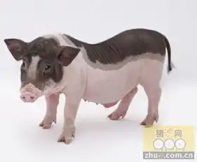 五一节前后猪肉价格同比增速将继续上行