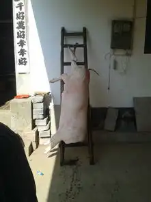 过徽州年杀皖南黑猪