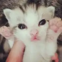 猫咪歪头吐舌头头像微信头像图片大全