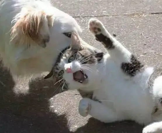 猫狗大战不时上演,但为什么每次都是狗狗被揍得怀疑人生