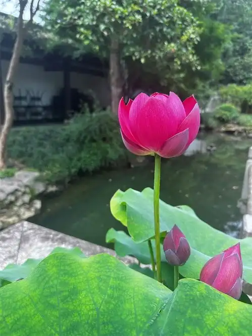 杭州西湖荷花争艳开放将好运莲莲送给每位考生