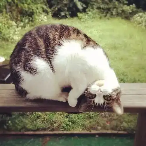 今日吸猫特辑歪头杀