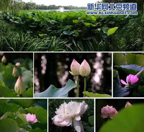 北京圆明园荷花盛开引来八方游客图