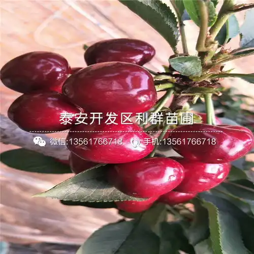 樱桃树苗报价-黄页88网