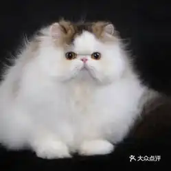 电话,地址,价格,营业时间武汉宠物