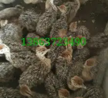 黄页88高清图片