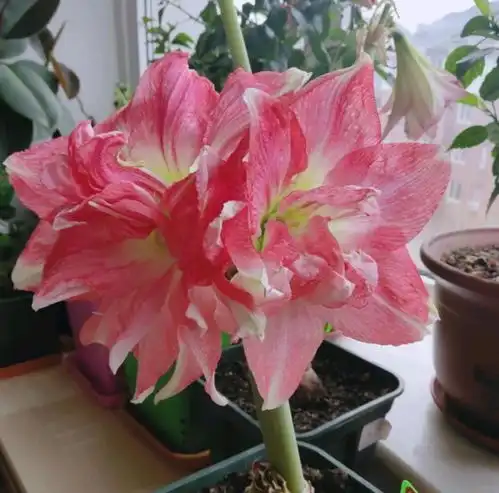 朱顶红只长叶不开花做到这几点,很快冒出大花箭