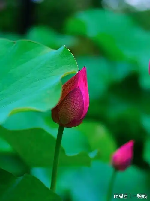 荷花六月正艳丽