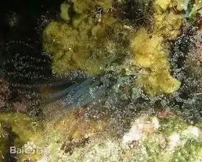 这是什么,海水缸里的,在一个贝壳上,有时候会伸出来