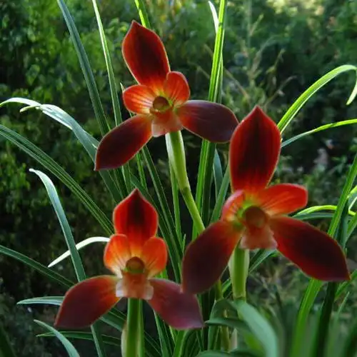 豆瓣兰系列之一红河红,注意这些种植技巧,冬春花开不歇