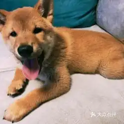 电话,地址,价格,营业时间北京宠物