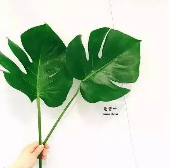 花店插花最常用的130种植物,看看你认识多少种