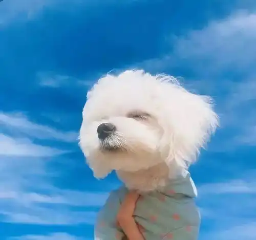 直截了当就是来骗你养狗的