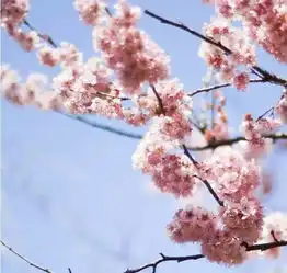 早春三月,草长莺飞,正是泉州人出门踏青赏花的最好时节