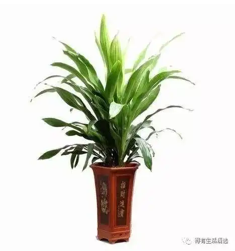 我往花盆里倒点酒,奇迹出现了