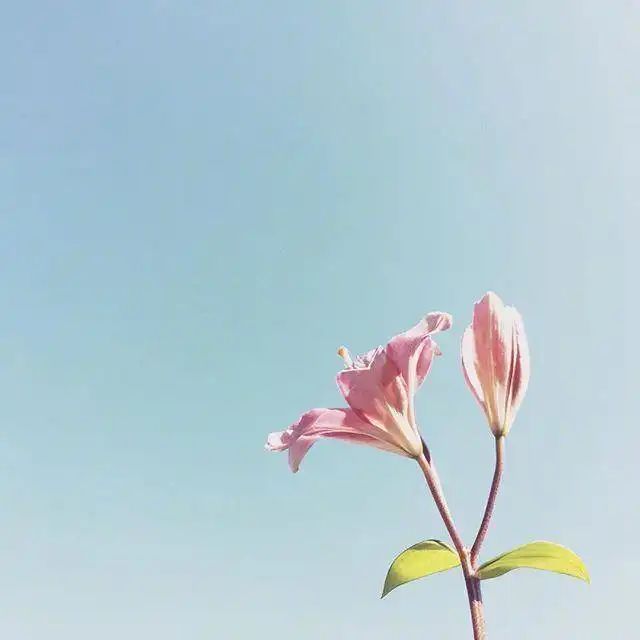 仙气十足的句子大全,简短文艺,拿去发朋友圈