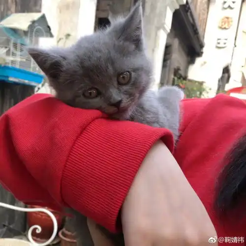 组图鞠婧祎手捧小猫亲昵嬉戏打扮靓丽场面温馨有爱