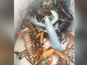 渔民捕获罕见龙虾通体呈半透明蓝白色组图