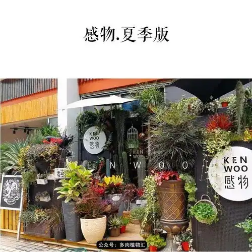 流浪小猫和落魄店长相依为命开植物店,这或许就是另一种的岁月静好