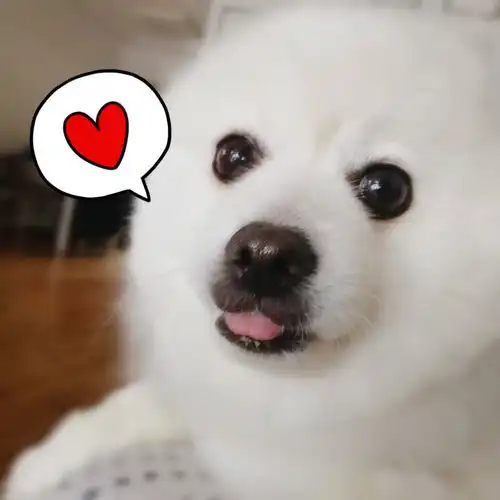 来看看我的狗子