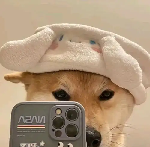 狗狗自拍头像一周换一个