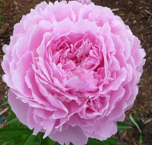 芍药,养护做好3步,舍得剥,花比月季美,可增进夫妻感情
