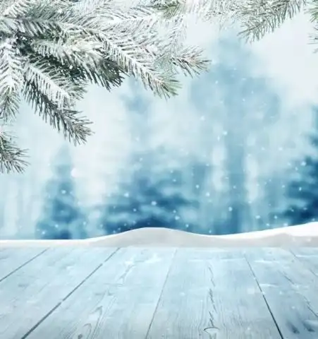 201808号散文作品红柳老松昙花一雪
