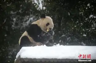 大熊猫在雪地里卖萌撒欢翻滚憨态可掬