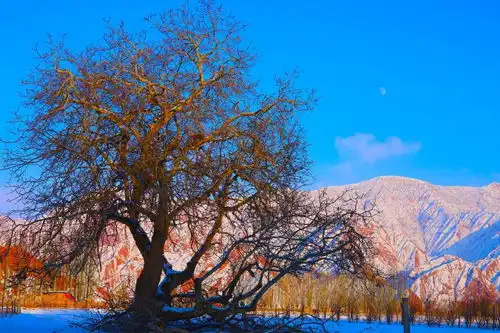 新疆阿克苏小村落背靠雪山尽显北国风光