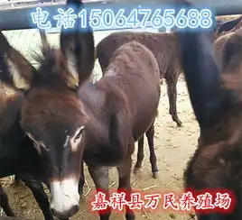 北京毛驴养殖场河北哪里卖种驴保定养驴场